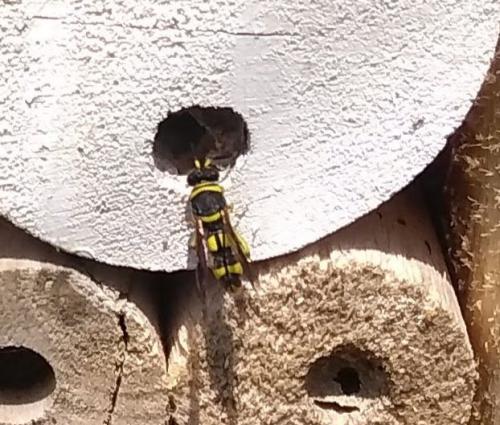 Leucospis sp.